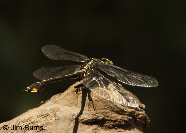 Cobra Clubtail male club, Chisago Co., MN, July 2012